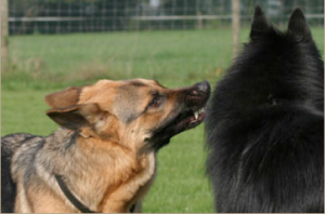 Gedragstherapie hond agressie