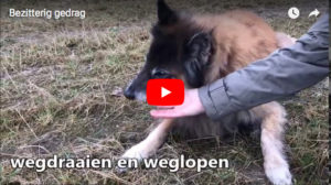 bezitterig video gedrag hond-gedragstherapie Eline Teygeler